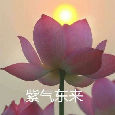战争联萌官方下载